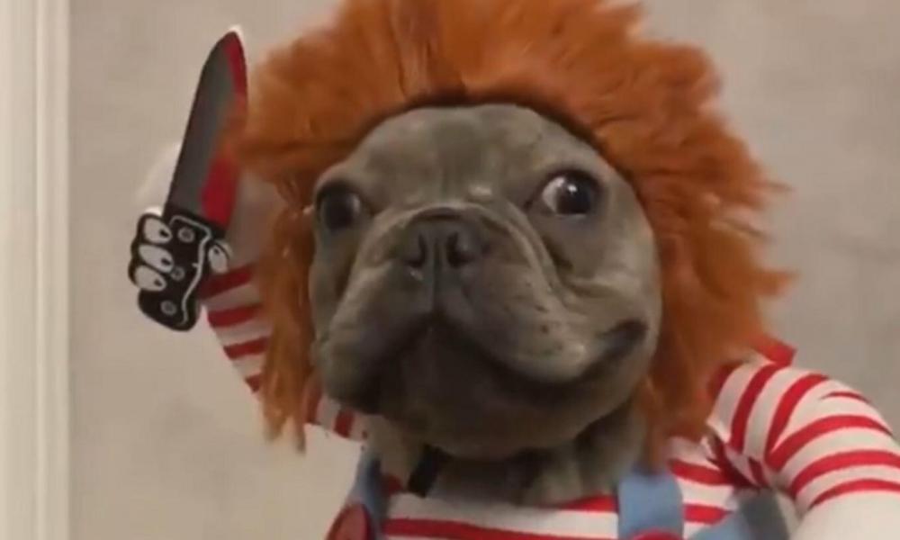 dog dressed up as chucky